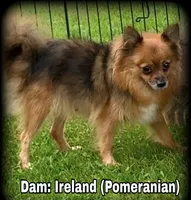 Beautiful Thick Coated Girl (5-7 pound adult weight), a female Pomeranian for sale in Clintonville, WI – 5 of 5