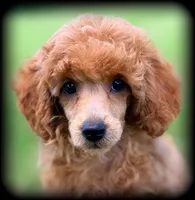 Roma beautiful girl VIDEOS, a female Poodle - Toy  for sale in Clintonville, WI – 3 of 5