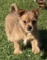 Yorkie-Pom Foxy Toysize boy - ADORABLE ❣️, a male Pomeranian for sale in Clintonville, WI – 4 of 8