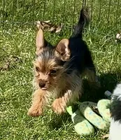 3/4 Yorkie ~ 1/4 Pomeranian Tiny Toy Boy, a male Yorkshire Terrier for sale in Clintonville, WI – 5 of 9
