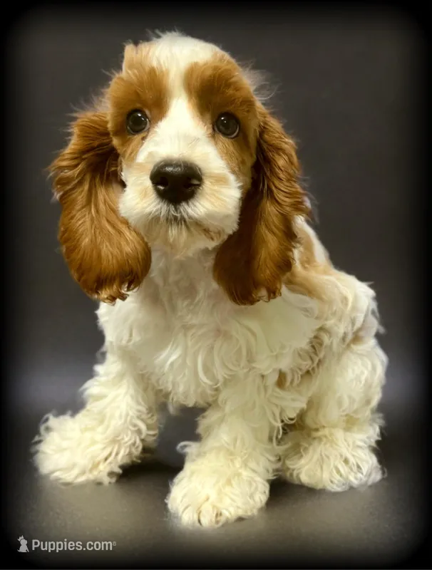 Biscotti cock-a-poo boy