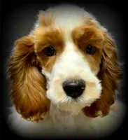 processed/16c5dcbb-a2df-43fa-a90a-8d5fee192b67/listing/afef450f-441a-4f13-95dd-1e10011e6858/9e2174ca-a479-442f-b7eb-5d789c389564