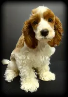 processed/16c5dcbb-a2df-43fa-a90a-8d5fee192b67/listing/afef450f-441a-4f13-95dd-1e10011e6858/c7f088af-bdbf-421b-9fcf-a1dbe3d81d68