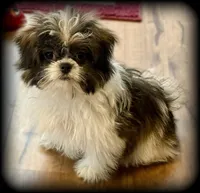 Remi Tiny Toy Brown & white GIRL, a female Shiranian for sale in Clintonville, WI – Photo 2 of 2