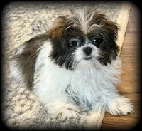 Remi Tiny Toy Brown & white GIRL, a female Shiranian for sale in Clintonville, WI – Photo 1 of 2