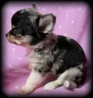 Skye teacup/Tiny Toy blue Merle Applehead Girl - longcoat, a female Chihuahua for sale in Clintonville, WI – 5 of 7