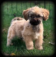 Bow Toysized Chocolate based Shih-Poo Boy (3/4 Shih Tzu), a male Shih Tzu for sale in Clintonville, WI – 2 of 6
