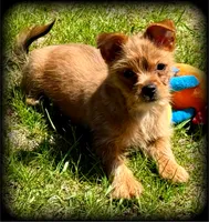 Chili ~ Yorkie-Pom Toysize Boy  Mr. PERSONALITY ❣️, a male Yorkshire Terrier for sale in Clintonville, WI – 2 of 6
