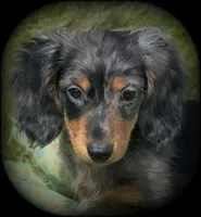 Chiweenie silver dapple/tan Toysize Boy “Moe”, a male Chihuahua and Miniature Dachshund for sale in Clintonville, WI – 3 of 7