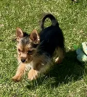 Yorkie-Pom mix, tiny toy, Mr. Big Stuff, a male Pomeranian and Yorkshire Terrier for sale in Clintonville, WI – 4 of 9