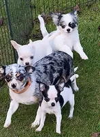 Applehead white/blue Merle Boy, should mature 5-6#s, a male Chihuahua for sale in Clintonville, WI – 8 of 10