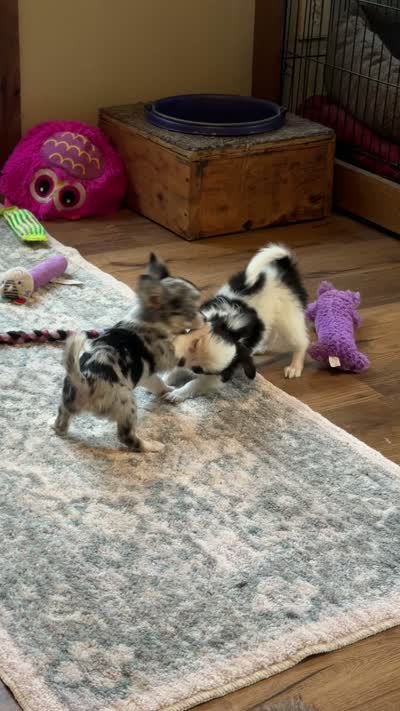 Oreo Teacup Chihuahua Longcoat Boy, weight 10/22/26 2 pounds, a male Chihuahua for sale in Clintonville, WI – 10 of 10