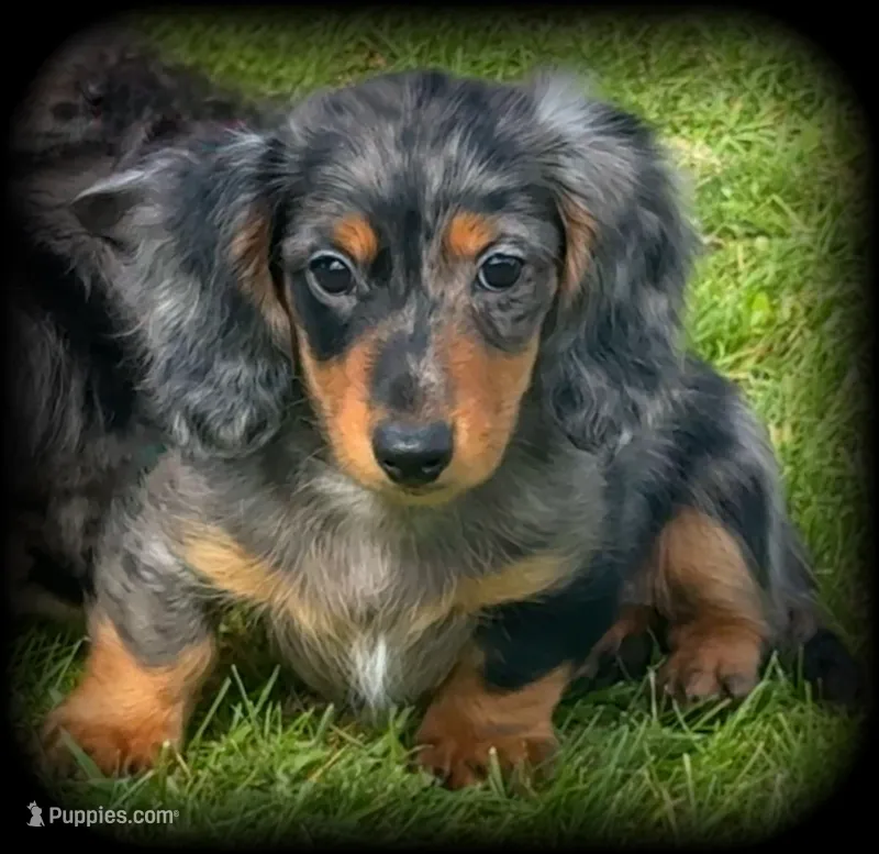 Chiweenie silver dapple/tan Toysize Boy “Moe” – Chihuahua, Miniature Dachshund puppy for sale in Clintonville, WI
