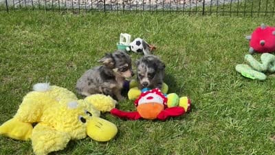 Chiweenie silver dapple/tan Toysize Boy “Moe”, a male Chihuahua and Miniature Dachshund for sale in Clintonville, WI – 7 of 7