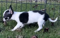 APPLEHEAD Teacup white/black boy 1# 11 oz on 10/2/26, a male Chihuahua for sale in Clintonville, WI – 7 of 10