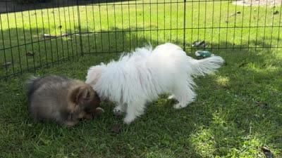 Pearl MalChi tiny toy girl, a female Malchi for sale in Clintonville, WI – 8 of 8