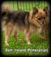 Ireland Beautiful Toysize Girl, a female Pomeranian for sale in Clintonville, WI – 3 of 5