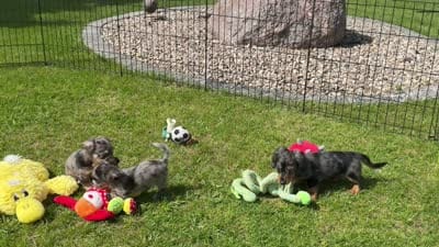 Chiweenie silver dapple/tan Toysize Boy “Moe”, a male Chihuahua and Miniature Dachshund for sale in Clintonville, WI – 5 of 7