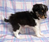 Twix Tri Boy, a male Shetland Sheepdog for sale in Clintonville, WI – Photo 5 of 5