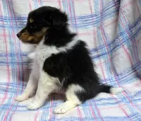 Twix Tri Boy, a male Shetland Sheepdog for sale in Clintonville, WI – Photo 3 of 5