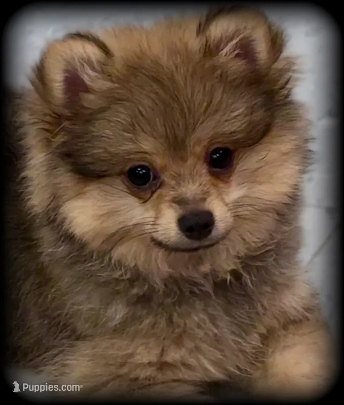 Beautiful Thick Coated Girl (5-7 pound adult weight) – Pomeranian puppy for sale in Clintonville, WI