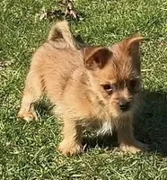 Yorkie-Pom Foxy Toysize boy - ADORABLE ❣️, a male Pomeranian for sale in Clintonville, WI – 5 of 8