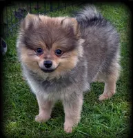 Beautiful Thick Coated Girl (5-7 pound adult weight), a female Pomeranian for sale in Clintonville, WI – 3 of 5