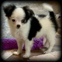 Oreo Teacup Chihuahua Longcoat Boy, weight 10/22/26 2 pounds, a male Chihuahua for sale in Clintonville, WI – 3 of 10