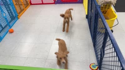 ACE Toy Poodle Boy - neuter requirement, a male Poodle - Toy  for sale in Clintonville, WI – 7 of 7