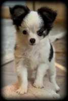 Oreo Teacup Chihuahua Longcoat Boy, weight 10/22/26 2 pounds, a male Chihuahua for sale in Clintonville, WI – 8 of 10