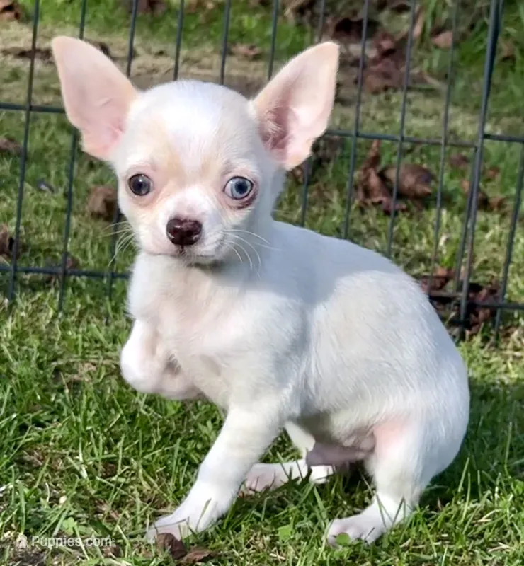 Applehead white/cream Boy, blue eye-brown eye, should mature 5-6#s – Chihuahua puppy for sale in Clintonville, WI