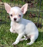 Applehead white/cream Boy, blue eye-brown eye, should mature 5-6#s, a male Chihuahua for sale in Clintonville, WI – 1 of 10