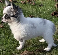 Applehead white/blue Merle Boy, should mature 5-6#s, a male Chihuahua for sale in Clintonville, WI – 5 of 10