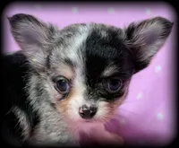 Skye teacup/Tiny Toy blue Merle Applehead Girl - longcoat, a female Chihuahua for sale in Clintonville, WI – 2 of 7