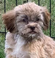 Arrow Toysize liver based Shih-Poo Boy (3/4 Shih Tzu), a male Shihpoo for sale in Clintonville, WI – 4 of 6
