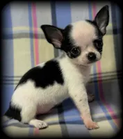 Bandit teacup/Tiny Toy Applehead Boy - Smoothcoat, a male Chihuahua for sale in Clintonville, WI – 4 of 6