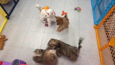 Mr. PERSONALITY❣️ Chili ~ Yorkie-Pom Toysize Boy, a male Pomeranian for sale in Clintonville, WI – 6 of 6