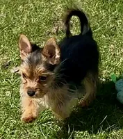 Yorkie-Pom mix, tiny toy, Mr. Big Stuff, a male Pomeranian and Yorkshire Terrier for sale in Clintonville, WI – 2 of 9