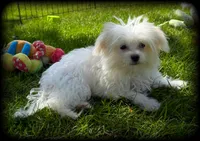 Pearl MalChi tiny toy girl, a female Malchi for sale in Clintonville, WI – 4 of 8
