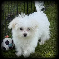 Pearl MalChi tiny toy girl, a female Malchi for sale in Clintonville, WI – 5 of 8