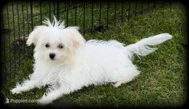 Pearl MalChi tiny toy girl – Malchi puppy for sale in Clintonville, WI