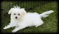 Pearl MalChi tiny toy girl, a female Malchi for sale in Clintonville, WI – 1 of 8