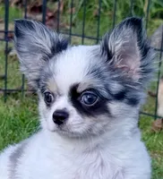Applehead white/blue Merle Boy, should mature 5-6#s, a male Chihuahua for sale in Clintonville, WI – 4 of 10