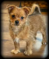 Yorkie-Pom Foxy Toysize boy - ADORABLE ❣️, a male Pomeranian for sale in Clintonville, WI – 2 of 8