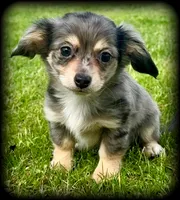 Larry silver dapple/cream TOYSIZE Chiweenie boy, a male Chiweenie for sale in Clintonville, WI – 2 of 9