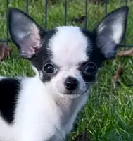 APPLEHEAD Teacup white/black boy 1# 11 oz on 10/2/26, a male Chihuahua for sale in Clintonville, WI – 2 of 10