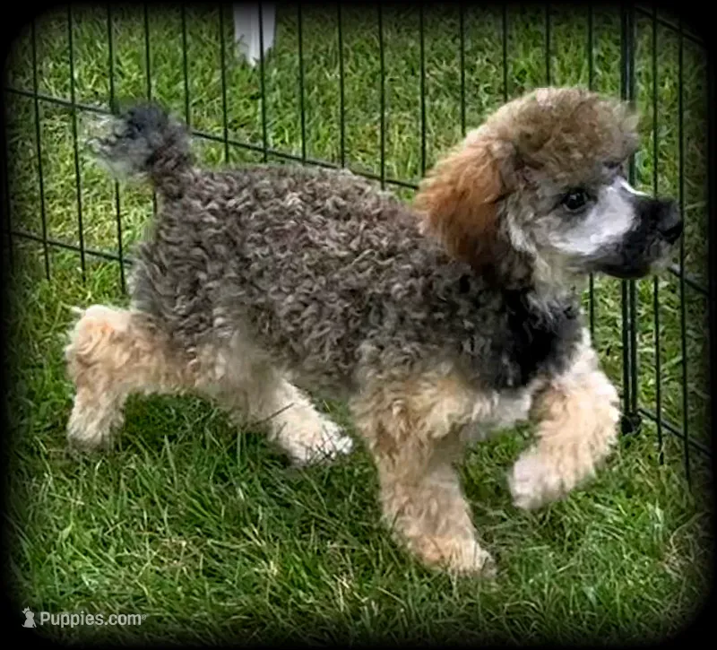 Biscuit is a sable colored Toy Poodle Boy – Poodle - Toy  puppy for sale in Clintonville, WI