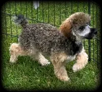 Biscuit is a sable colored Toy Poodle Boy, a male Poodle - Toy  for sale in Clintonville, WI – 1 of 5