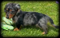 Chiweenie silver dapple/tan Toysize Boy “Moe”, a male Chihuahua and Miniature Dachshund for sale in Clintonville, WI – 4 of 7
