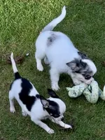 APPLEHEAD Teacup white/black boy 1# 11 oz on 10/2/26, a male Chihuahua for sale in Clintonville, WI – 8 of 10